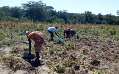 Falta de chuvas pode agravar a fome em Caxito, alertam camponeses